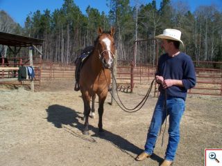 Gelding Quarter Horse
