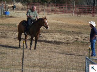 Quarter Horse For Sale