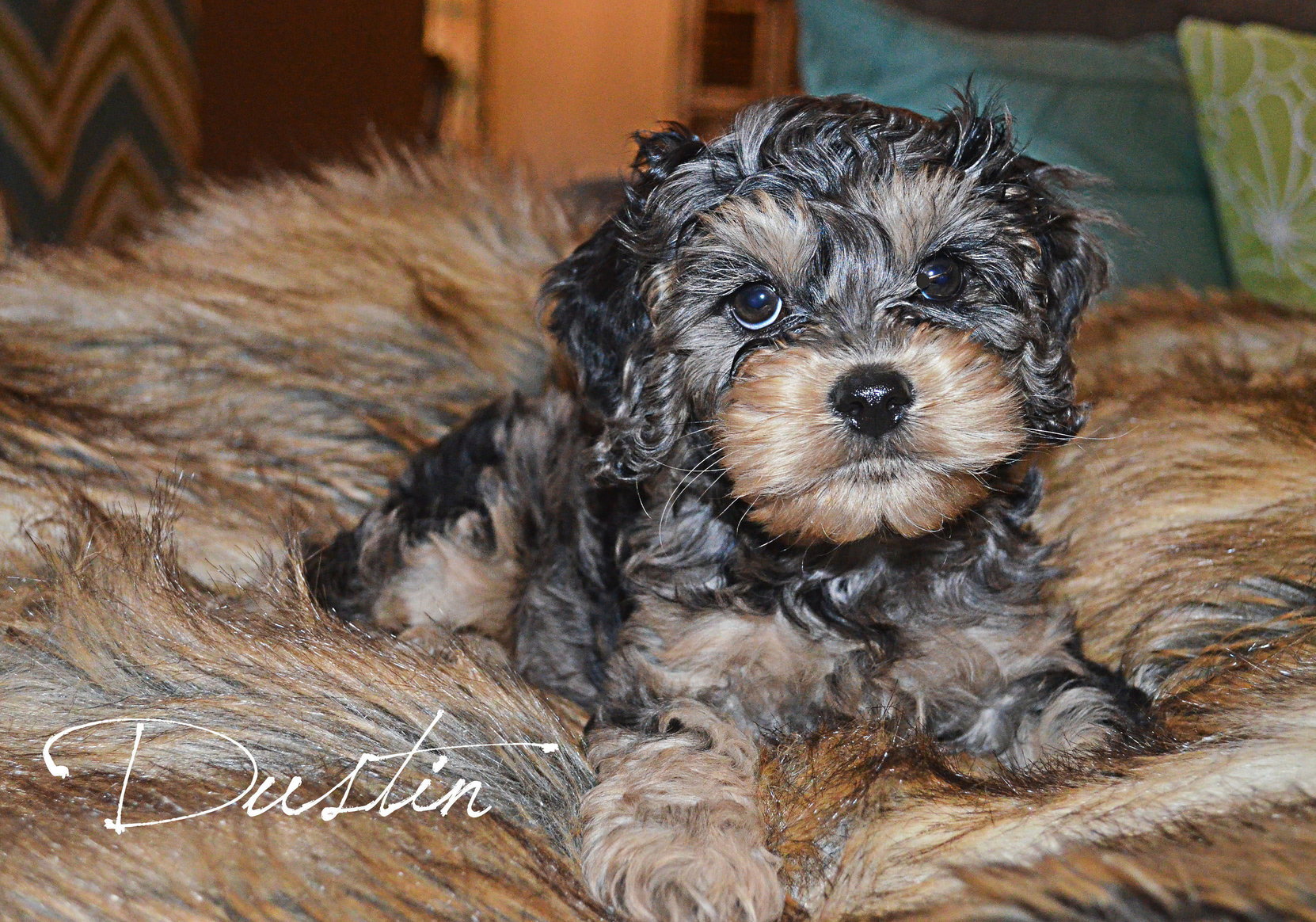 small cockapoo puppies for sale