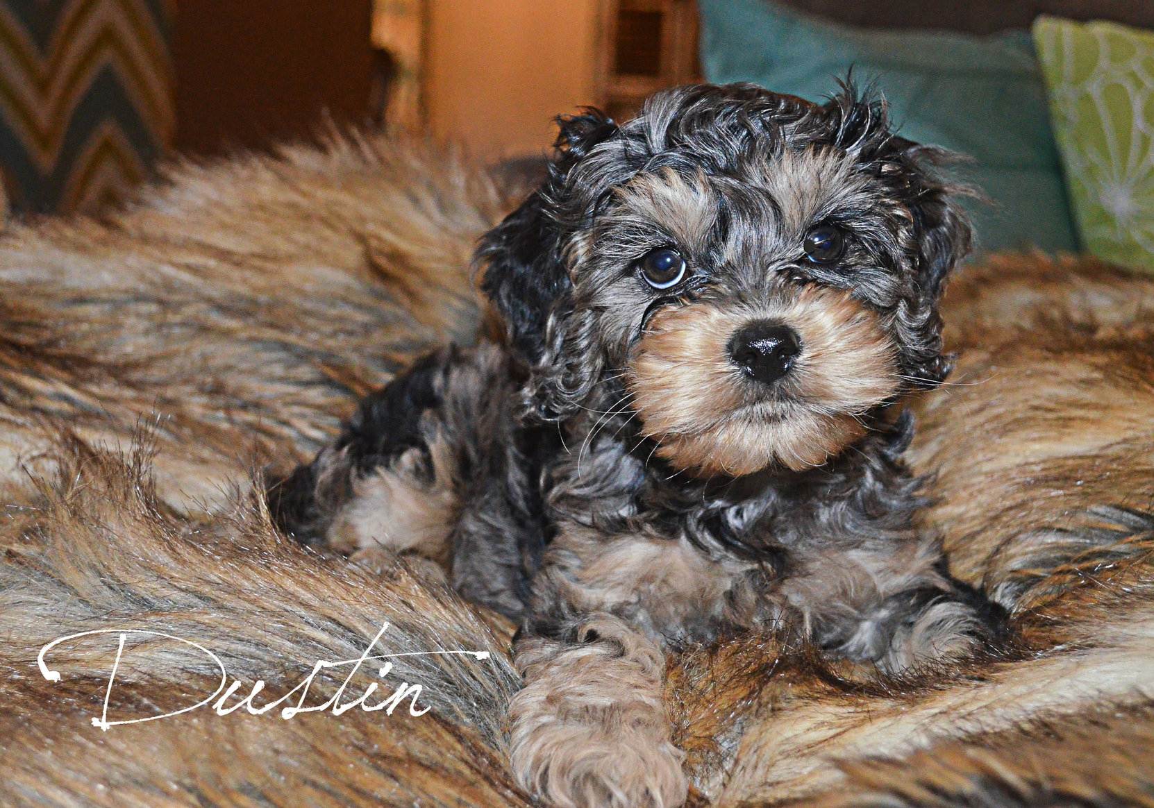 black and tan cockapoo puppies